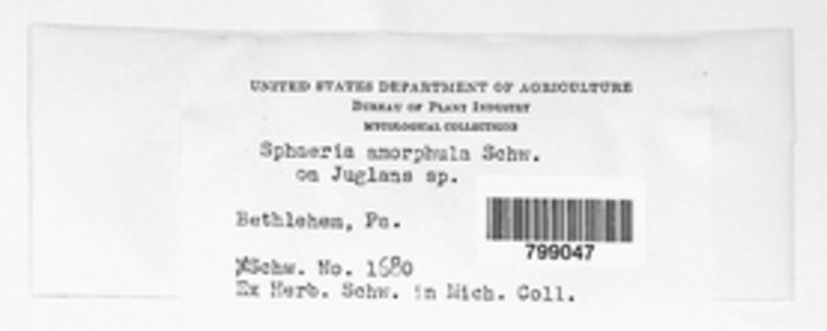 Sphaeria amorphula image